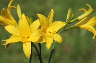 Sarı ve turuncu nilüfer çiçekleri güneş ışığı altında büyüyor. Gündüz Hemerocallis çiçeği yakın plan. Çiçek açan bitkinin canlı cilvesi.