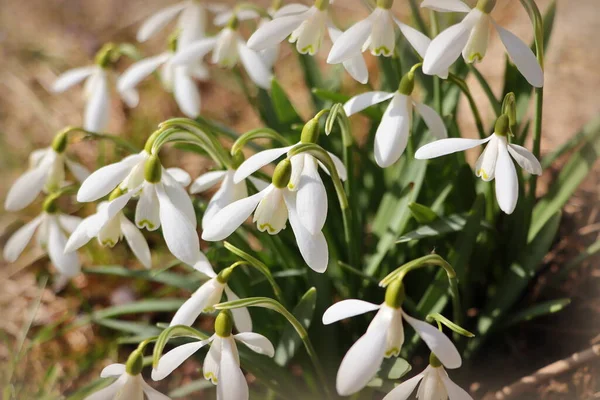 View Spring Flowers Park New Fresh Snowdrop Blossom Beautiful Morning — Stock Photo, Image