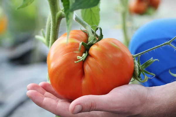 Mão Escolhendo Grande Tomate Caseiro Agricultura Biológica Foco Suave — Fotografia de Stock