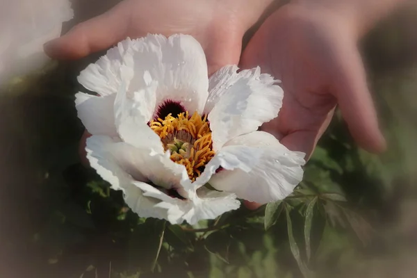 Hände Die Eine Weiße Pfingstrose Halten Glückwunsch Blumenposter Oder Tapete — Stockfoto