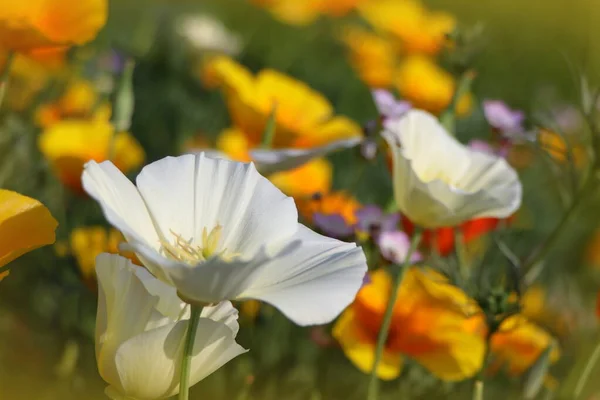 Fondos Verano Flores Eschscholzia Californica Amapola Californiana Dorada Taza Oro — Foto de Stock
