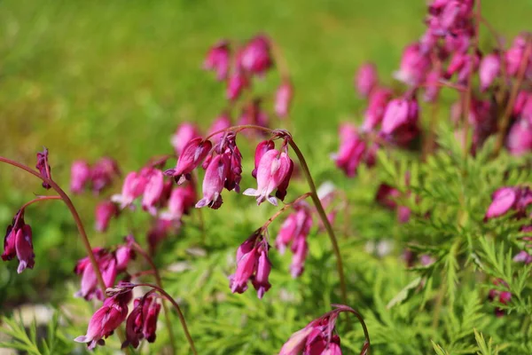 Dicentra spectabilis bleeding heart flowers in hearts shapes in bloom, beautiful Lamprocapnos bright pink white flowering plant .