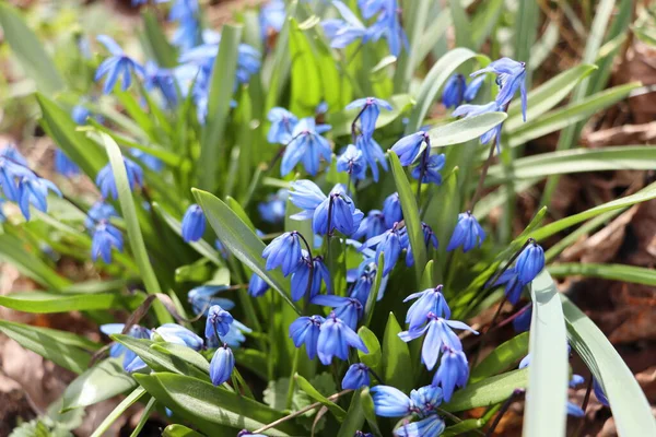 Schiel Oder Holzschielblumen Auf Der Frühlingswiese Aus Nächster Nähe Scilla — Stockfoto
