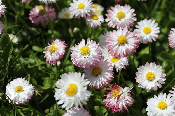Beautiful Meadow Springtime Full Flowering White Pink Common Daisies Green — Stock Photo, Image