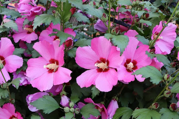 Pembe Hibiscus Syriacus çiçeği. Sharon, Suriye ketemi, çalılık atea ve gül otu olarak da bilinir. Güney Kore 'nin ulusal çiçeğidir..