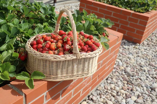 A modern vegetable garden with raised briks beds . Raised beds gardening in an urban garden . Basket full of strawberries