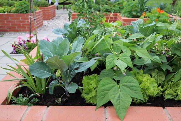 A modern vegetable garden with raised briks beds . Raised beds gardening in an urban garden