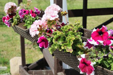 Pencere pervazındaki çiçek kutusunda kırmızı ve beyaz çiçekli bitkiler.