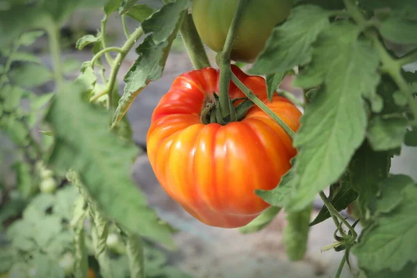 Red Tomato Grown Greenhouse Home Gardening Organic Farming — Stock Photo, Image