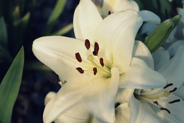 Piękne Białe Lilie Białe Kwiaty Lilii Rosnące Ogrodzie Biała Lilia — Zdjęcie stockowe