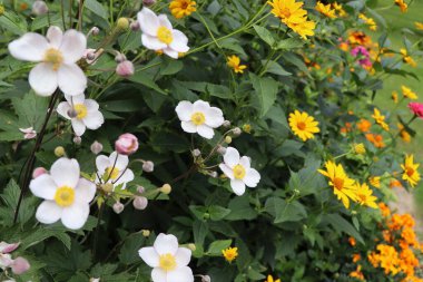 Yaz tatili. Anemone japonica, zinnia, marigold, rudbeckia çiçekleri