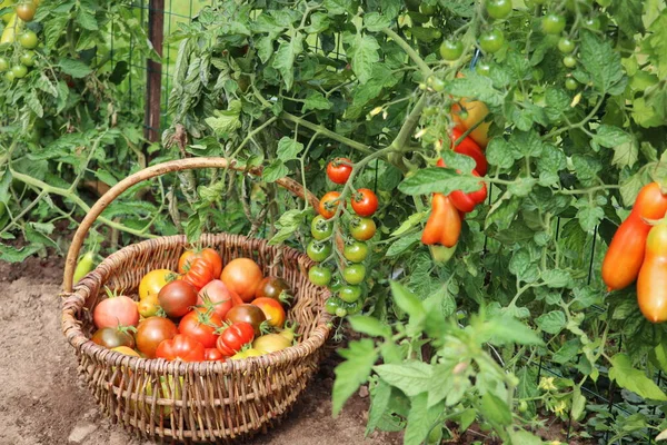 Garten Und Landwirtschaftskonzept Ernte Frischer Reifer Bio Tomaten Produktion Pflanzlicher — Stockfoto