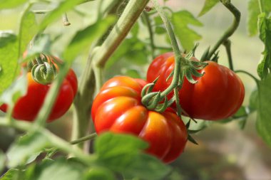 Serada yetişen kırmızı domates. Evde bahçıvanlık. Organik tarım