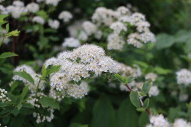 Beyaz spiraea çayır tatlıları çiçek açmış çalılar