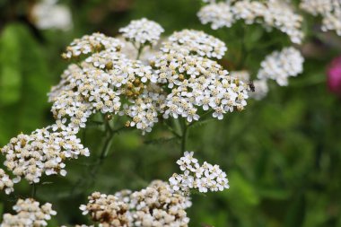 Yarrow Achillea otların arasında vahşi doğada çiçek açar. Tıbbi bitki. Güzel beyaz kır çiçekleri tarlası .