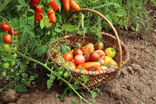 Koncept Zahradničení Zemědělství Sběr Čerstvých Zralých Organických Rajčat Rostlinná Výroba — Stock fotografie