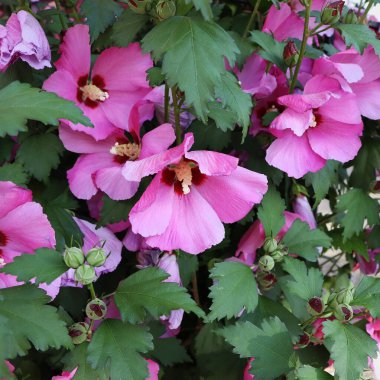 Pembe Hibiscus Syriacus çiçeği. Sharon, Suriye ketemi, çalılık atea ve gül otu olarak da bilinir. Güney Kore 'nin ulusal çiçeğidir..