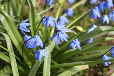 Çayırdaki mavi çiçekleri sıkıştırın ya da sıkın. Scilla bifolia, alp Squill ya da iki yapraklı Squill. Ormandaki ilk bahar çiçekleri .