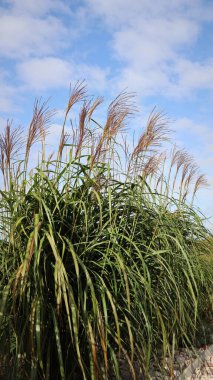 Sonbaharda gökyüzünde çiçeklerle birlikte dev bir miscanthus tohumu.
