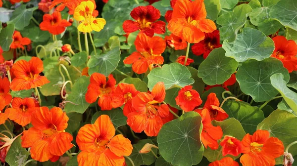 Kerti Nasturtium Virágok Kertben Tavasszal Stock Fotó