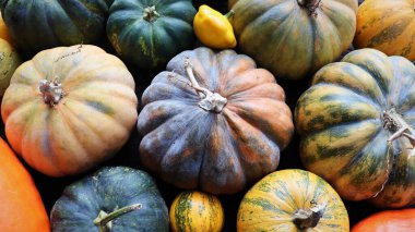 Kabaklar ve squashes renkli çeşitleri. Renk gradyan arka planı