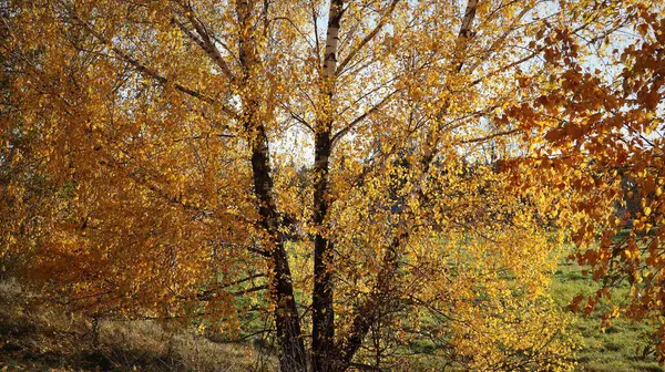 willow tree in the autumn season with foliage changing color, changing the color of willow foliage in autumn .