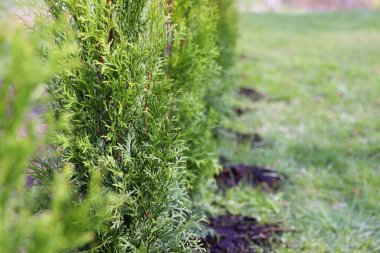 Smaragd thuja green hedge, evergreen trees planted abreast make dense natural wall. Landscape design concept .