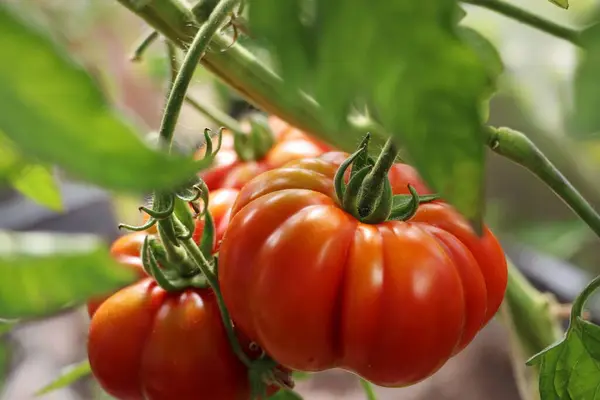 Όμορφες Κόκκινες Ντομάτες Στο Κλαδί Στο Πράσινο Σπίτι Βιολογικές Ντομάτες Φωτογραφία Αρχείου
