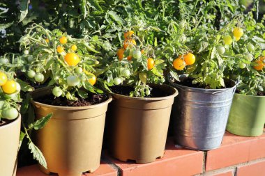 Terasta yetişen sarı kiraz domatesleri. .