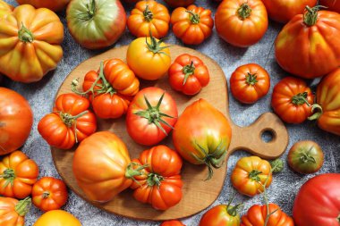 Taze rengarenk olgun sonbahar ya da yaz yadigarı domatesler masa arkasında. Domates sosu hasatı ve pişirme konsepti .