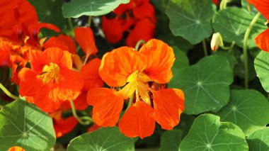 Sabahın erken saatlerinde yeşil yapraklarla çiçek açan çiğ içindeki Nasturtium