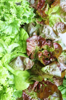 Çiftlik bahçesinde taze marul yaprakları var. Marul çeşitleri farklı. Yaz ekinleri marul bitkileri, karışık yeşil, kırmızı, mor çeşitleri, sıra sıra büyür.