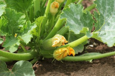 Kabak bitkisi. Kabak çiçeği. Çalının üzerinde büyüyen yeşil sebze iliği