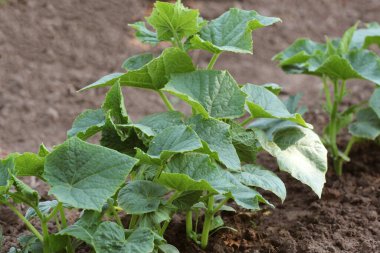 Bahçede yetişen taze salatalık tohumu. Salatalık çiftliği. Serada salatalık yetiştirme .