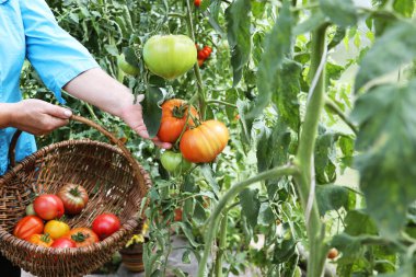 Yeşil ev çiftliğinde olgun kırmızı sığır eti toplayan bir kadın. Domates hasadı. Bahçede organik sebzeler yetiştiriyor. Kendi kendine yetebilme kavramı..