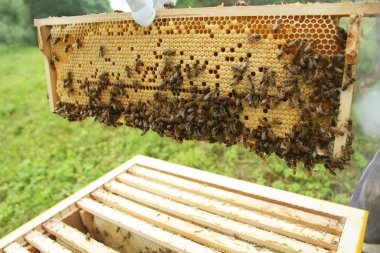 Beekeeper holding a honeycomb full of bees. Beekeeper in protective workwear inspecting honeycomb frame at apiary. Beekeeping concept clipart