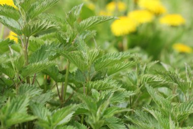 Urtica dioica ya da bahçede ısırgan otu. Isırgan otu, kanama, idrar söktürücü, antipiretik, yara iyileştirme, antirheumatik madde olarak kullanılan tıbbi bitki. Yumuşak yeşil yapraklı ısırgan otu. 