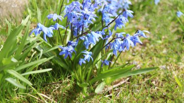 İlk bahar çiçekleri. Doğanın arka planında güzel mavi bir Scylla çiçeği