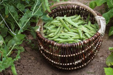 Hasat yeşil taze bezelye sepete toplama. Yeşil bezelye tarım alanında. Yeşil bitkiler ile Bahçe arka plan .