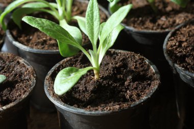 Bahçe işleri konsepti. Tencerede büyüyen enginar tohumu