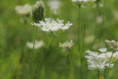 Vahşi havucun çiçekleri. Daucus carota, bilinen adları vahşi havuç, kuş yuvası, piskopos danteli ve Kraliçe Annes dantelidir. .