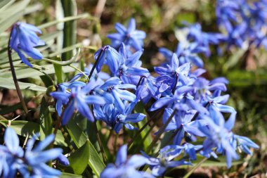 Mavi çiçekler Sibirya Squill 'i, ahşap Squill' i, mavi çimenli bir çayır bitkisi. Bahar çiçeği arka planı