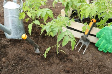 Çiftçi dikim domates fide organik bahçe. Yatağa Bahçe genç bitki