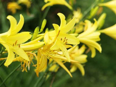 Sarı Hemerocallis. Sarı gün zambağı. Bahçe işleri bahar çiçekleri. Çiçekli zambak.