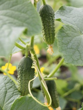 Dalda asılı salatalık kapatın. Sera içinde asma üzerinde yeşil sağlıklı salatalık. Salatalık büyüyen.