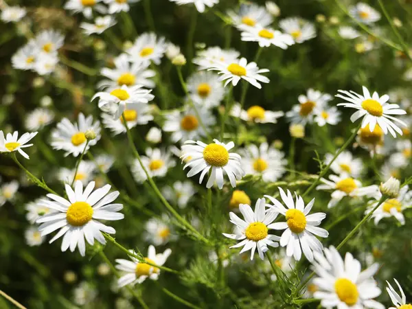 Bahar çiçekleri arka planı. Beyaz papatya ya da papatya çiçekli yeşil tarla