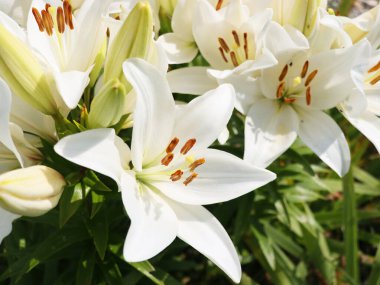 Bahçede açan beyaz zambak çiçekleri