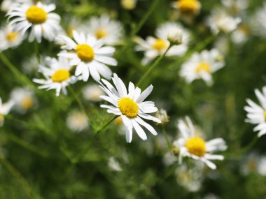 Beyaz papatya ya da papatya çiçekli yeşil tarla