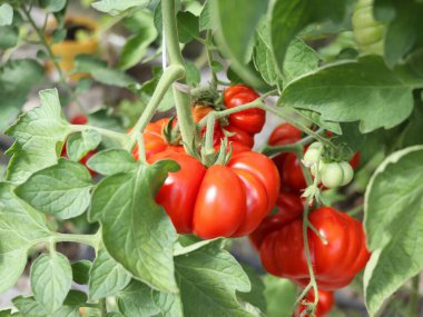 Ev bahçesinde ya da serada sarmaşık dalında yetişen olgun kırmızı domatesler. Bahçedeki çiftlikte yetiştirilmiş organik doğal sebzeler.