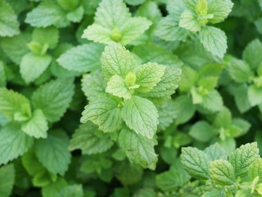 Taze nane yapraklı arka plan yakın plan. Bahçede organik nane yetişiyor.